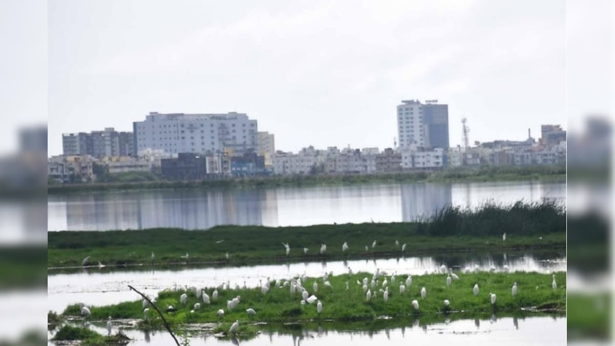 பள்ளிக்கரணை சதுப்பு நிலத்தை அளவிடும் பணி 99% நிறைவு : ஐகோர்ட்டில் தமிழக அரசு தகவல் | தமிழ்நாடு - News18 தமிழ்