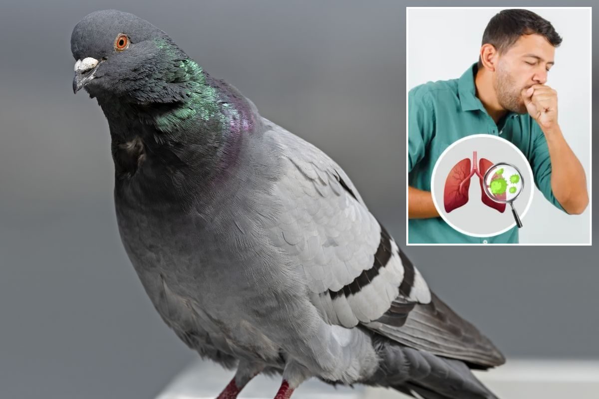 புறாக்களுக்கு உணவளிப்பதை நிறுத்துங்கள் - நுரையீரலுக்கு ஆபத்து.!