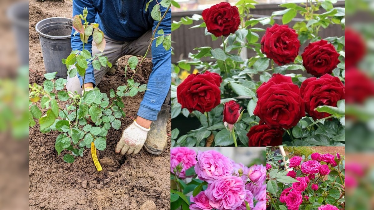 இதை பண்ணாலே ரோஜா செடி வருஷம் முழுக்க பூத்துக்குலுங்குமாம்.. இந்த இரகசியத்தை நீங்களும் தெரிஞ்சுக்கோங்க..! | லைஃப்ஸ்டைல் - News18 தமிழ்
