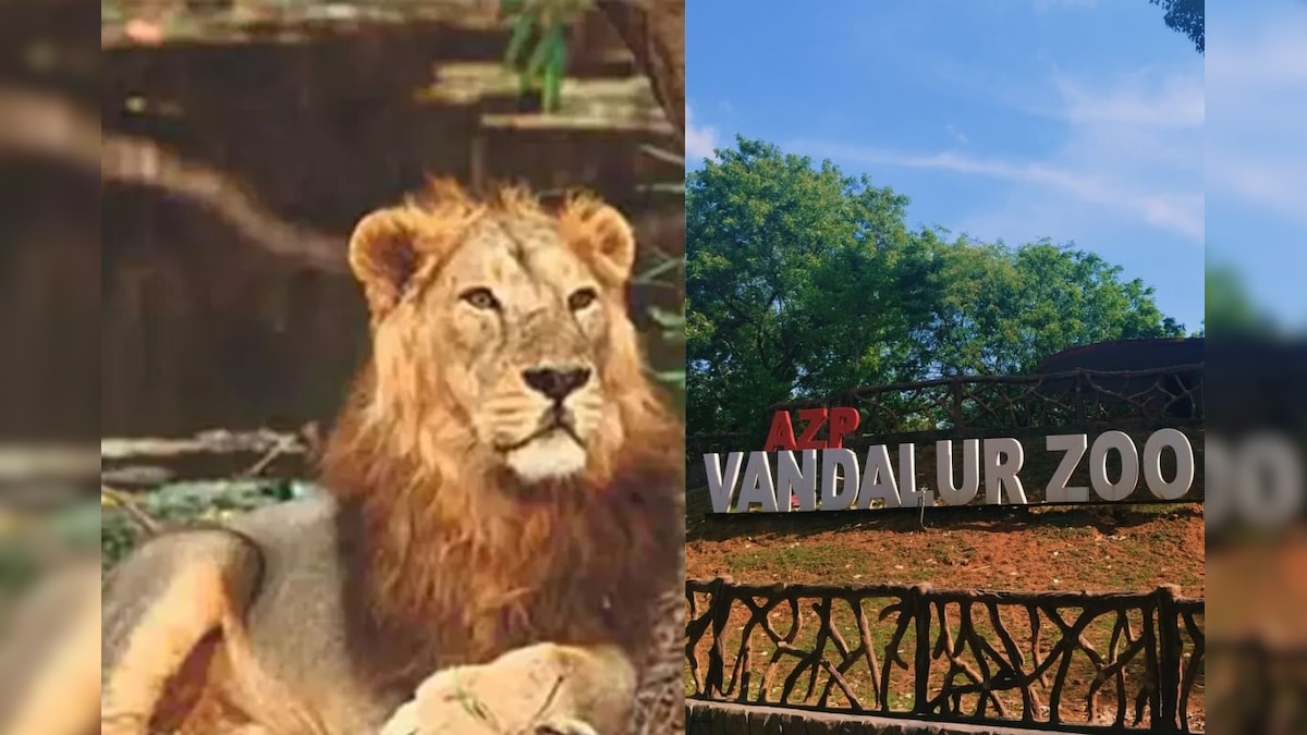 வண்டலூர் பூங்காவில் இருந்து சிங்கம் மாயம்? ஊழியர்கள் ஷாக்.. எங்கே சென்றது? | தமிழ்நாடு - News18 தமிழ்