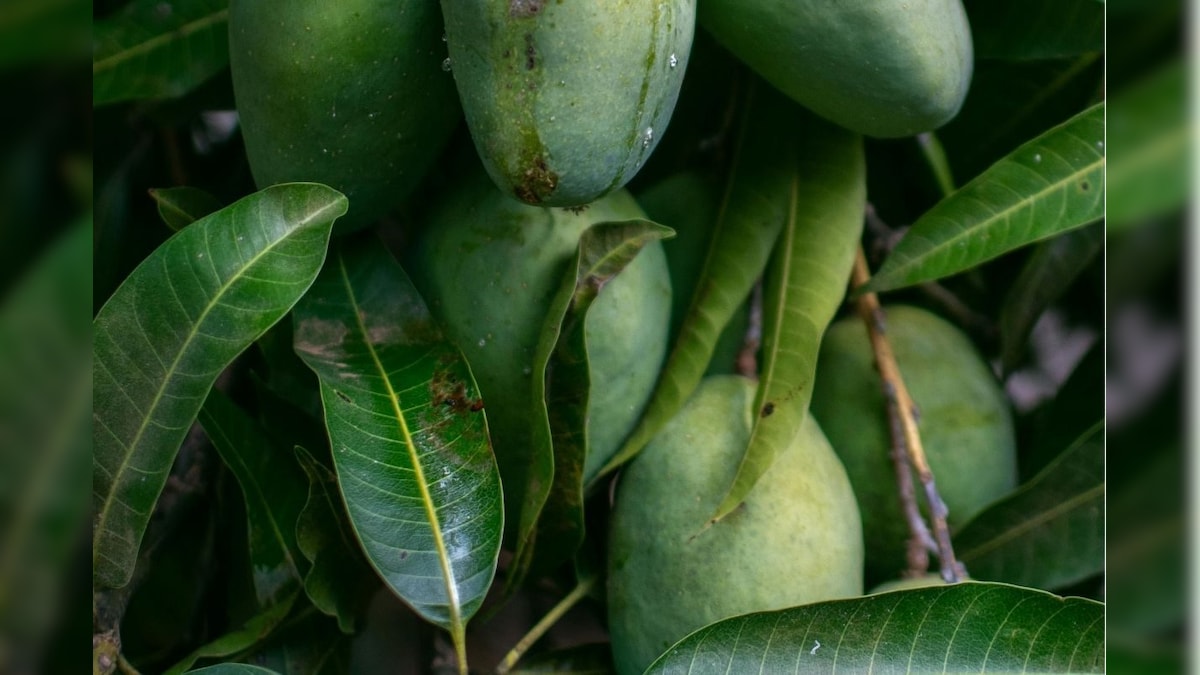 நீரிழிவு நோயை கட்டுப்படுத்த உதவும் மா இலை? ஆய்வு சொல்லும் ஆச்சர்ய தகவல்! | லைஃப்ஸ்டைல் - News18 தமிழ்