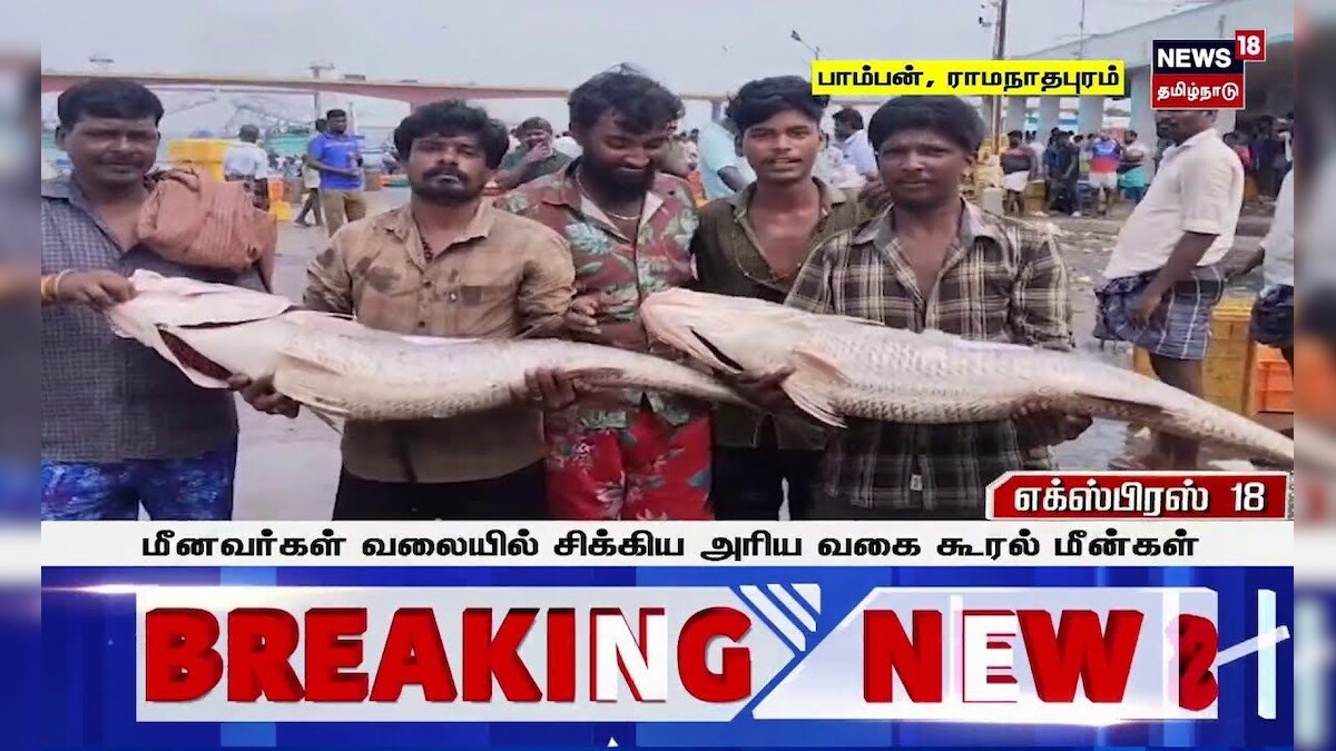 Ramanathapuram Fish | மீனவர்கள் வலையில் சிக்கிய அரிய வகை கூரல் மீன்கள் | Tamil News