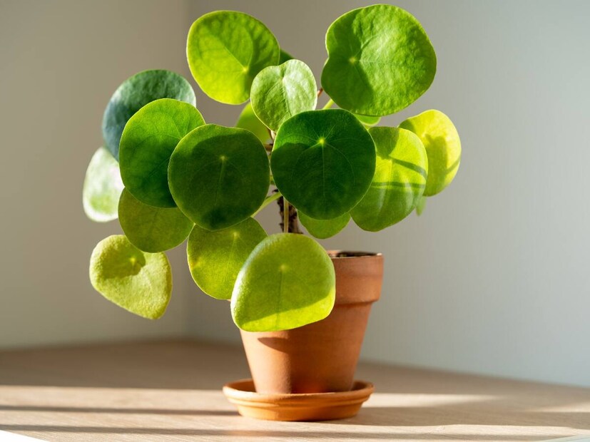  வீட்டில் மணி பிளாண்ட் வைத்திருப்பது மன அமைதியைத் தரும் என்றும் நம்பப்படுகிறது. அன்றாட வாழ்க்கையில் ஏற்படும் மன அழுத்தம், பதட்டம் மற்றும் சோர்வு குறைந்து மனம் நிம்மதியாகிறது. வீட்டில் அமைதியான மற்றும் மகிழ்ச்சியான சூழ்நிலை உருவாகிறது. குறிப்பாக, குடும்ப உறுப்பினர்களிடையே நெருக்கம் அதிகரிக்கிறது. வாஸ்துவின் படி, மணி பிளாண்டு குடும்ப உறவுகளை பலப்படுத்துகிறது. வீட்டில் சிறிய சண்டைகள் மற்றும் தவறான புரிதல்கள் குறைகின்றன, மேலும் பரஸ்பர புரிதலும் அன்பும் அதிகரிக்கும்.வீட்டில் மணி பிளாண்ட் வைத்திருப்பது மன அமைதியைத் தரும் என்றும் நம்பப்படுகிறது. அன்றாட வாழ்க்கையில் ஏற்படும் மன அழுத்தம், பதட்டம் மற்றும் சோர்வு குறைந்து மனம் நிம்மதியாகிறது. வீட்டில் அமைதியான மற்றும் மகிழ்ச்சியான சூழ்நிலை உருவாகிறது. குறிப்பாக, குடும்ப உறுப்பினர்களிடையே நெருக்கம் அதிகரிக்கிறது. வாஸ்துவின் படி, மணி பிளாண்டு குடும்ப உறவுகளை பலப்படுத்துகிறது. வீட்டில் சிறிய சண்டைகள் மற்றும் தவறான புரிதல்கள் குறைகின்றன, மேலும் பரஸ்பர புரிதலும் அன்பும் அதிகரிக்கும்.