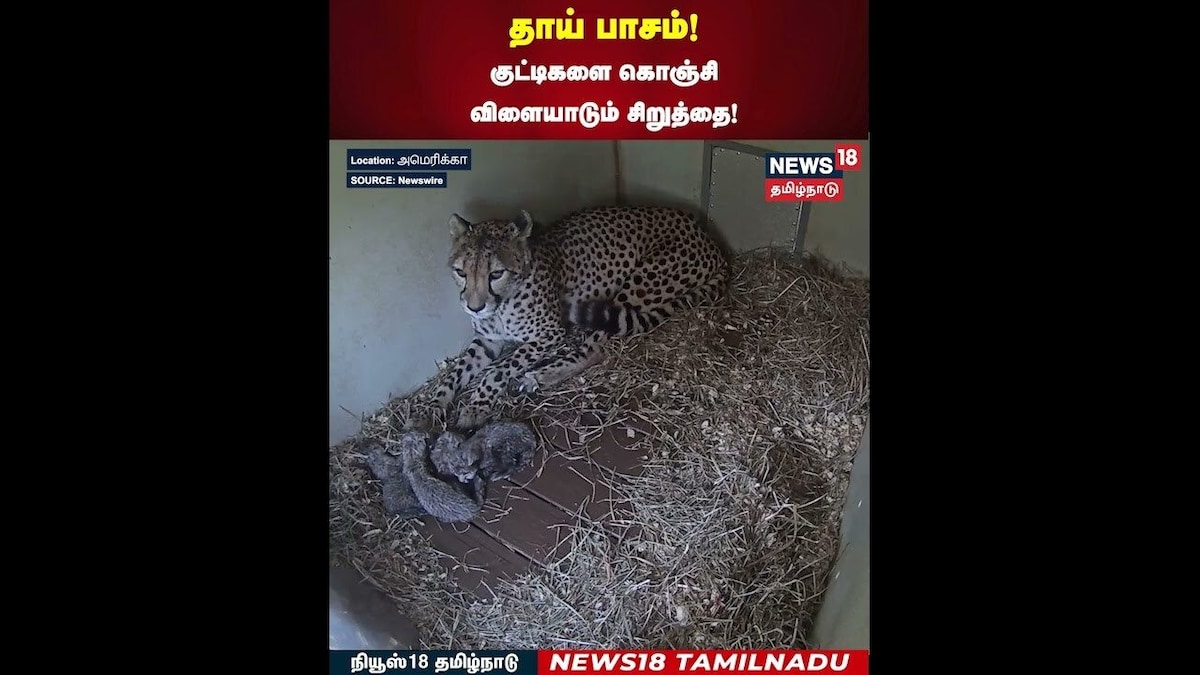 Cheetah | தாய் பாசம்! குட்டிகளை கொஞ்சி விளையாடும் சிறுத்தை! | N18S