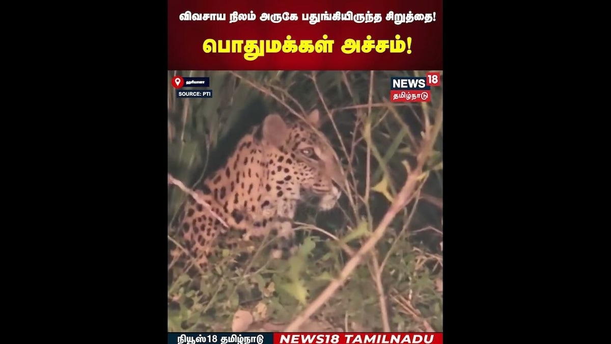 Cheetah Viral Video | விவசாய நிலம் அருகே பதுங்கியிருந்த சிறுத்தை! பொதுமக்கள் அச்சம்! | N18S