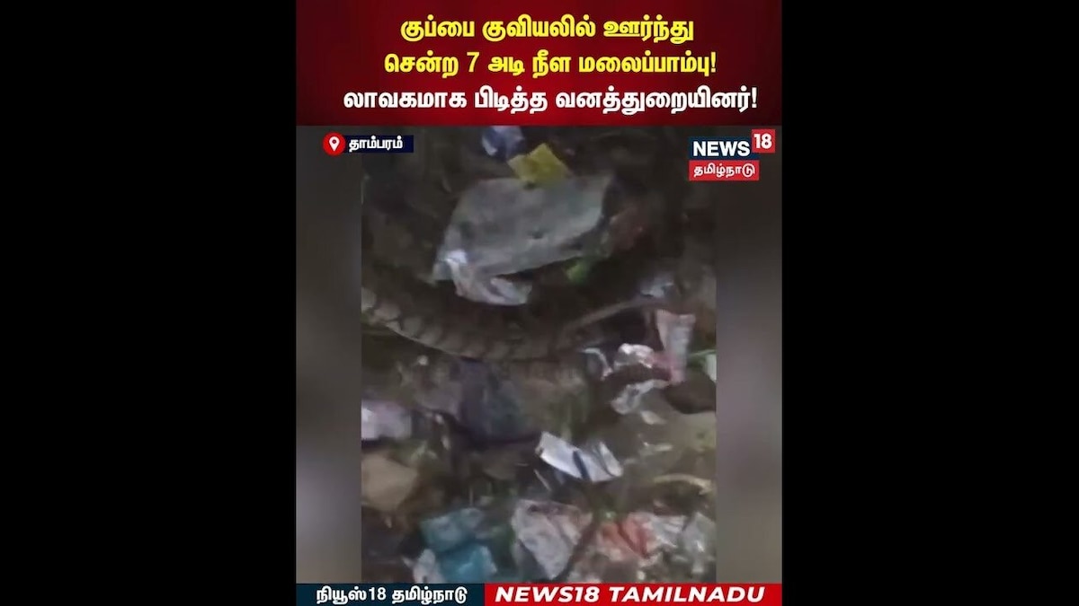 Snake | குப்பை குவியலில் ஊர்ந்து சென்ற 7 அடி நீள மலைப்பாம்பு! லாவகமாக பிடித்த வனத்துறையினர்! | N18S