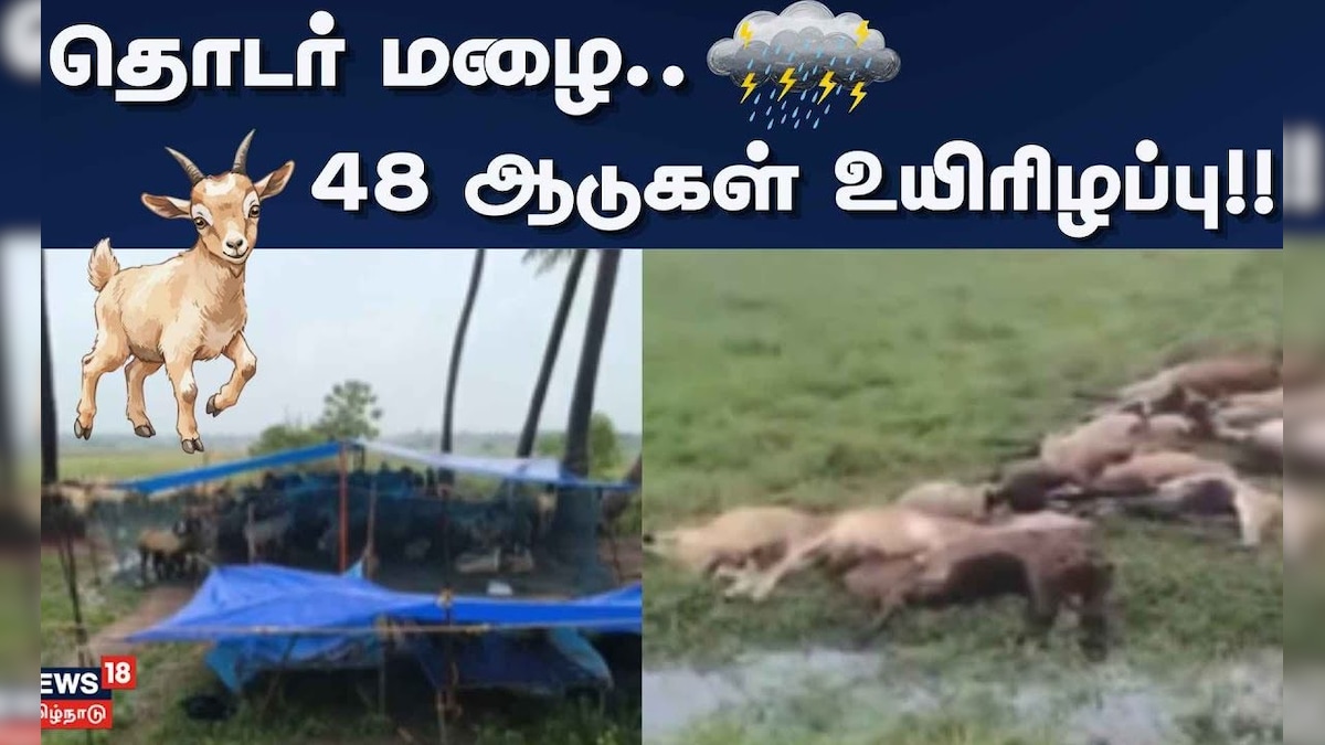 Thanjavur | தொடர் மழை.. 48 ஆடுகள் உயிரிழப்பு | Heavy Rain | Goat | News18 Tamil Nadu | தமிழ்நாடு - News18 தமிழ்