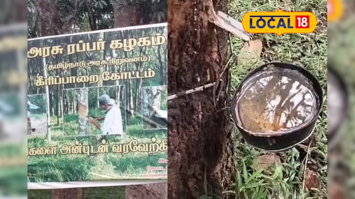 கனமழை எதிரொலி... குமரியில் முடங்கிய ரப்பர் பால் வெட்டும் பணி... | கன்னியாகுமரி - News18 தமிழ்
