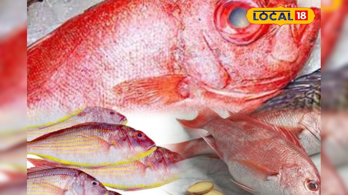 கன்னியாகுமரியில் செம்பல்லி மீன் சாப்பிட்டு மயங்கிய மக்கள்... அதிகாரிகள் வெளியிட்ட அதிர வைக்கும் உண்மை... | உணவு - News18 தமிழ்