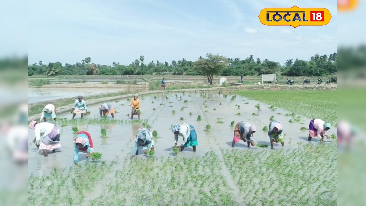 தஞ்சை மாவட்டத்தில் சம்பா நடவு பணிகள் தீவிரம் - பயிர் காப்பீடு செய்ய இதுதான் கடைசி தேதி... | விவசாயம் - News18 தமிழ்