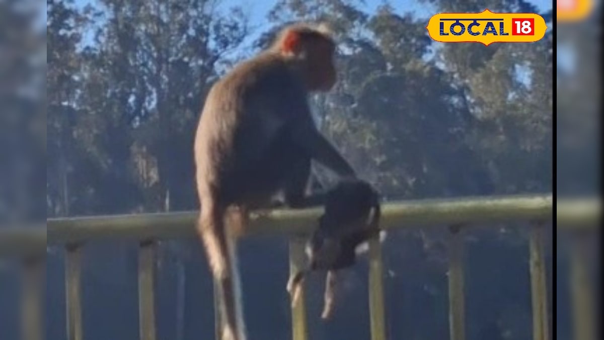 பாசப் போராட்டத்தில் தாய் குரங்கு -  உயிரிழந்த குட்டி குரங்கை தூக்கி அலைந்த தாய் குரங்கு | திண்டுக்கல் - News18 தமிழ்