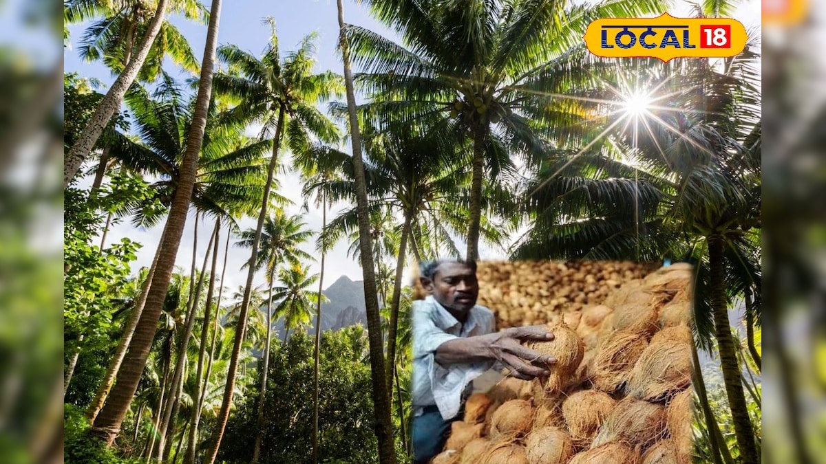 வரத்து குறைவால் தேங்காய் விலை உச்சம்.. ஒரு டன் தேங்காய் ரூ.70000 க்கு விற்பனை | சேலம் - News18 தமிழ்