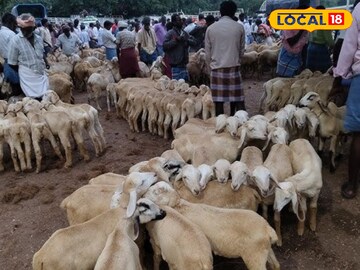 சேலம் கொங்கணாபுரம் வாரச்சந்தையில் ஆடுகள் விற்பனை நடைபெற்றது. சேலம் கொங்கணாபுரம் வாரச்சந்தையில் ஆடுகள் விற்பனை நடைபெற்றது.