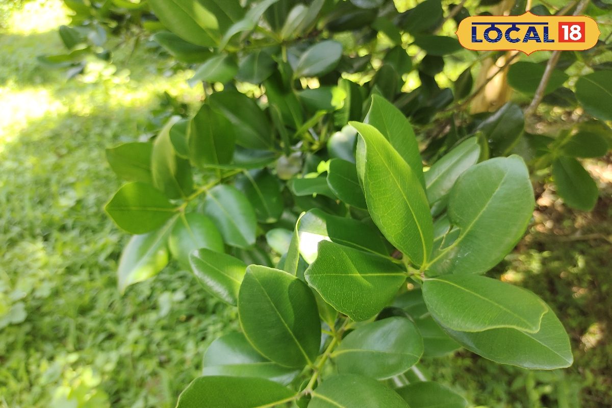 ஒரே இலையில் நான்கு மசாலா... ஆச்சரியப்படுத்தும் 'ஆல் ஸ்பைஸ்' மரம்