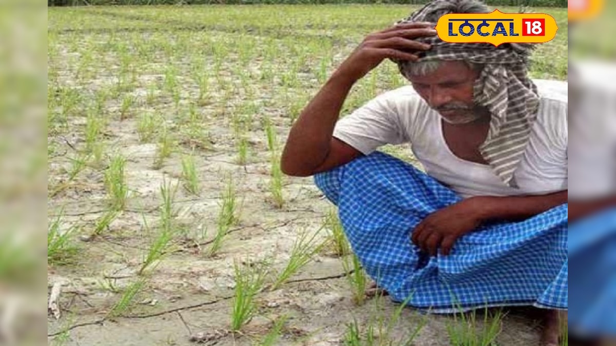 உலக நாடுகளை அச்சுறுத்தும் பசுமை இல்ல வாயு.. மழைநீரில் மூழ்கும் பயிரால் இப்படி ஒரு ஆபத்தா.. | விவசாயம் - News18 தமிழ்