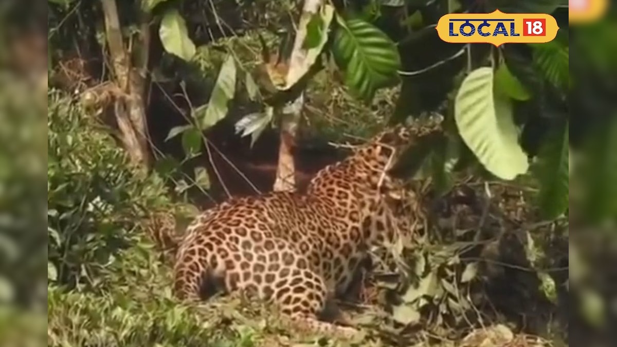 தேயிலை தோட்டத்தின் மின் வேலியில் சிக்கிய சிறுத்தை... காப்பாற்ற களம் இறங்கிய வனத்துறை... | நீலகிரி - News18 தமிழ்