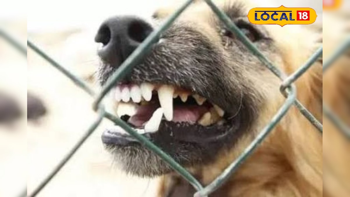 நெல்லையில் தெரு நாய்கள் தொல்லை அதிகரிப்பு.. கருத்தடை செய்யும் பணி தீவிரம்  | திருநெல்வேலி - News18 தமிழ்