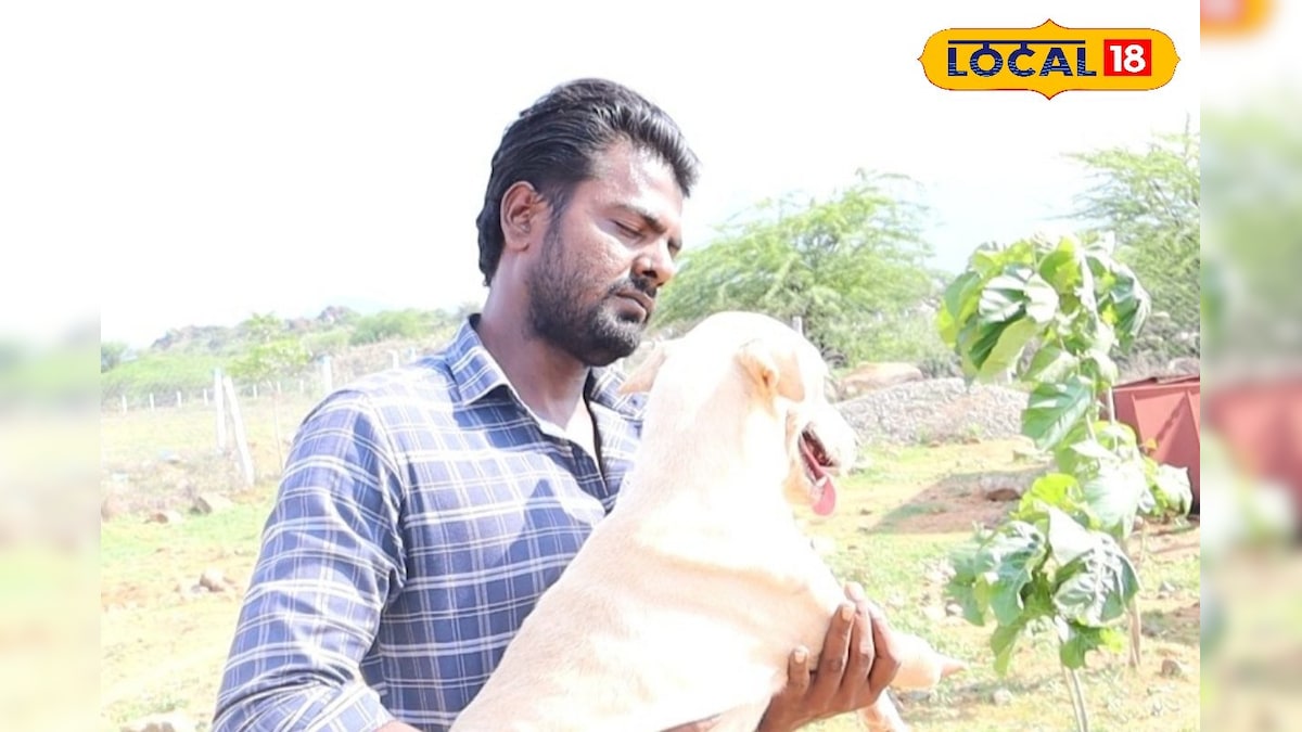 நாய்களை சுத்தமாக பராமரிப்பது எப்படி தெரியுமா ? பராமரிப்பாளர் கூறும் டிப்ஸ் இதோ ! | திருநெல்வேலி - News18 தமிழ்
