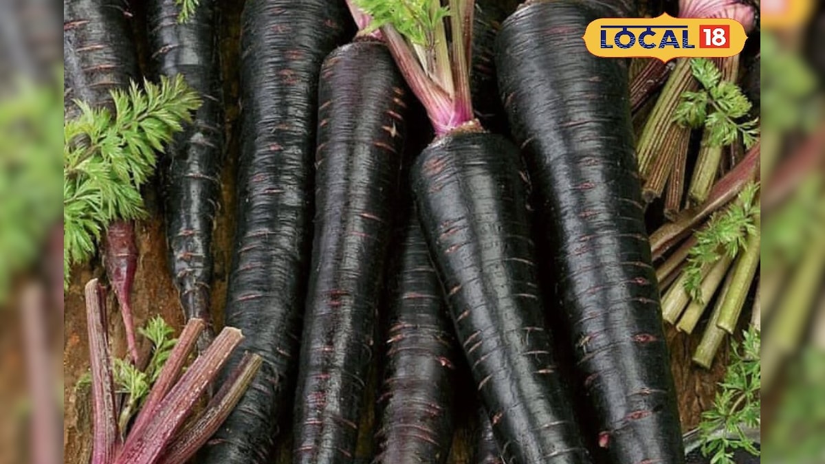 ஆரஞ்சு மட்டுமில்ல இனி கருப்பு கலர்லயும் கேரட்... நீலகிரியில் புது ரகம் அறிமுகம்... | விவசாயம் - News18 தமிழ்