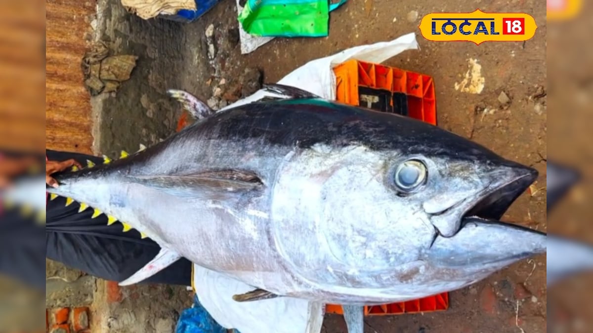 அடிச்சது ஜாக்பாட்... நாட்டுப்படகு மீனவர்கள் வலையில் சிக்கிய 112 கிலோ ராட்சத மீன் ! | ராமநாதபுரம் - News18 தமிழ்