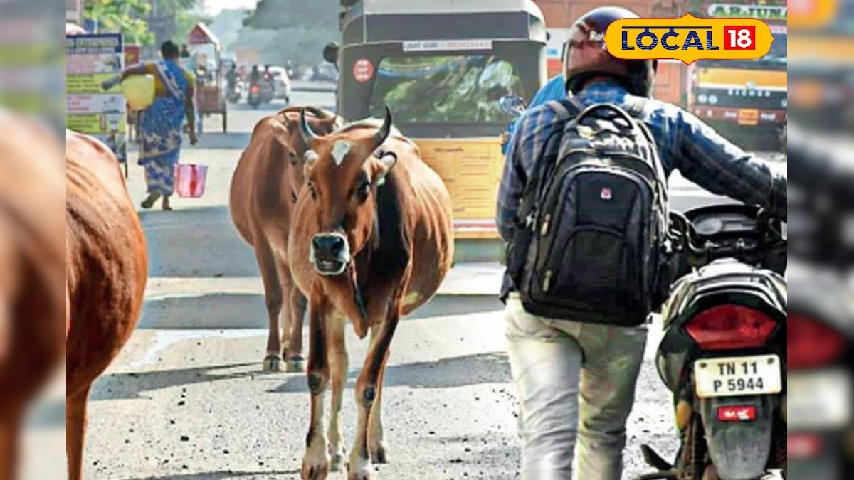 சாலையில் சுற்றித்திரியும் மாடுகள்... சென்னை மாநகராட்சி எடுத்த அதிரடி நடவடிக்கை. | சென்னை - News18 தமிழ்