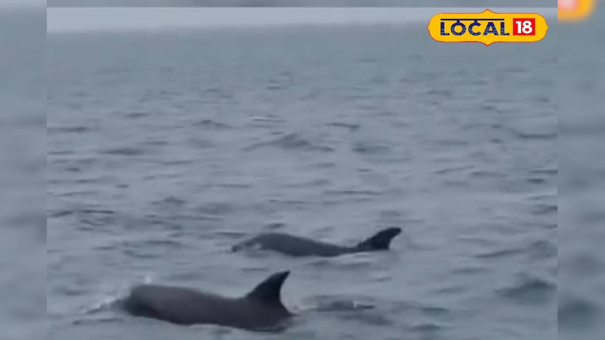 தொண்டி கடல்பகுதியில் உலா வரும் டால்பின்கள்.. மீனவர்கள் பிடித்தால் கடும் நடவடிக்கை  | ராமநாதபுரம் - News18 தமிழ்