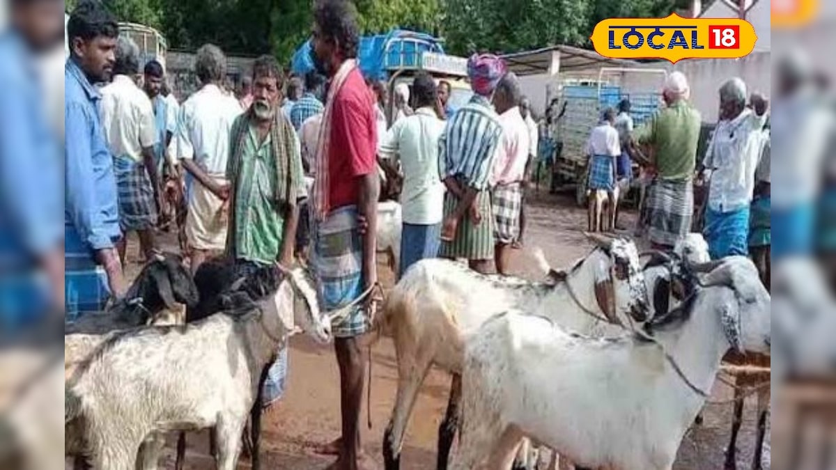 மேலப்பாளையம் சந்தையில் ஆடுகள் விற்பனை மந்தம்.. என்ன காரணம் தெரியுமா | திருநெல்வேலி - News18 தமிழ்
