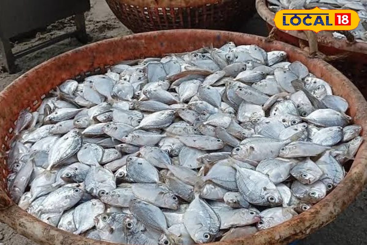 பாக்க சிறிசா இருந்தாலும் ஆரோக்கியத்திற்கு இது பக்கா... சுவையால் கவர்ந்து இழுக்கும் காரப்பொடி மீன்...