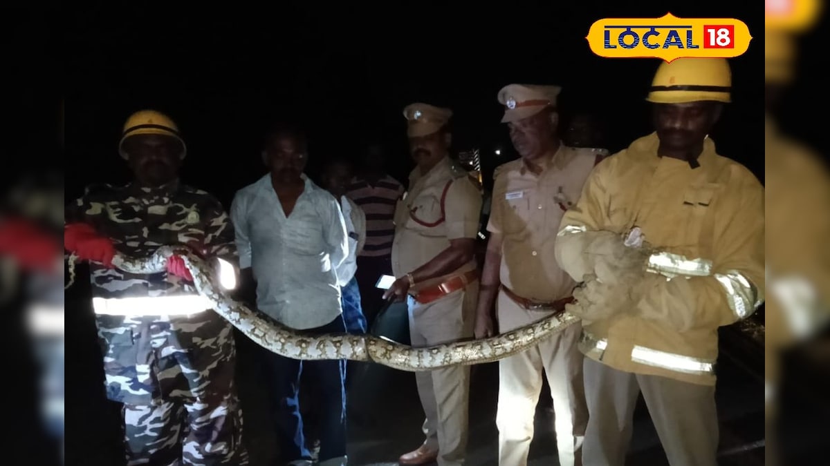 விவசாய தோட்டத்தில் சிக்கிய 8  அடி நீள மலைப்பாம்பு.. லாவகமாக பிடித்த தீயணைப்பு துறையினர் ! | சேலம் - News18 தமிழ்