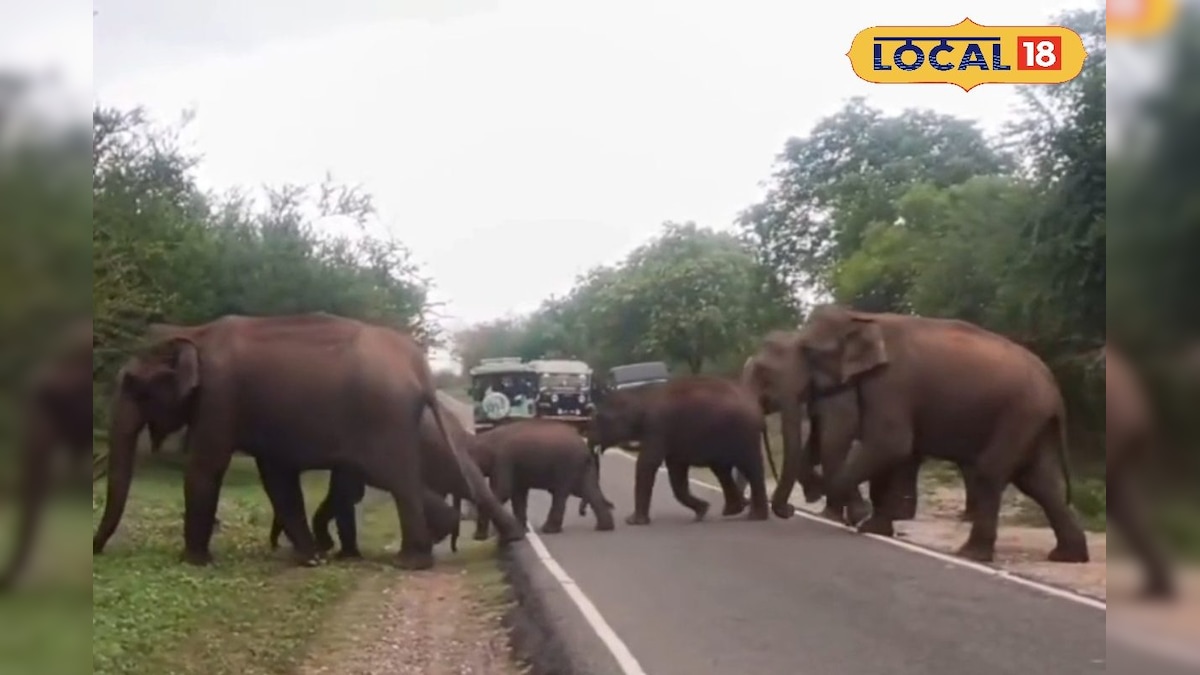 ஆடி அசைந்து சென்ற யானை கூட்டங்கள்.... ஆரவாரம் இல்லாமல் என்ஜாய் செய்த சுற்றுலாப் பயணிகள் ! | நீலகிரி - News18 தமிழ்