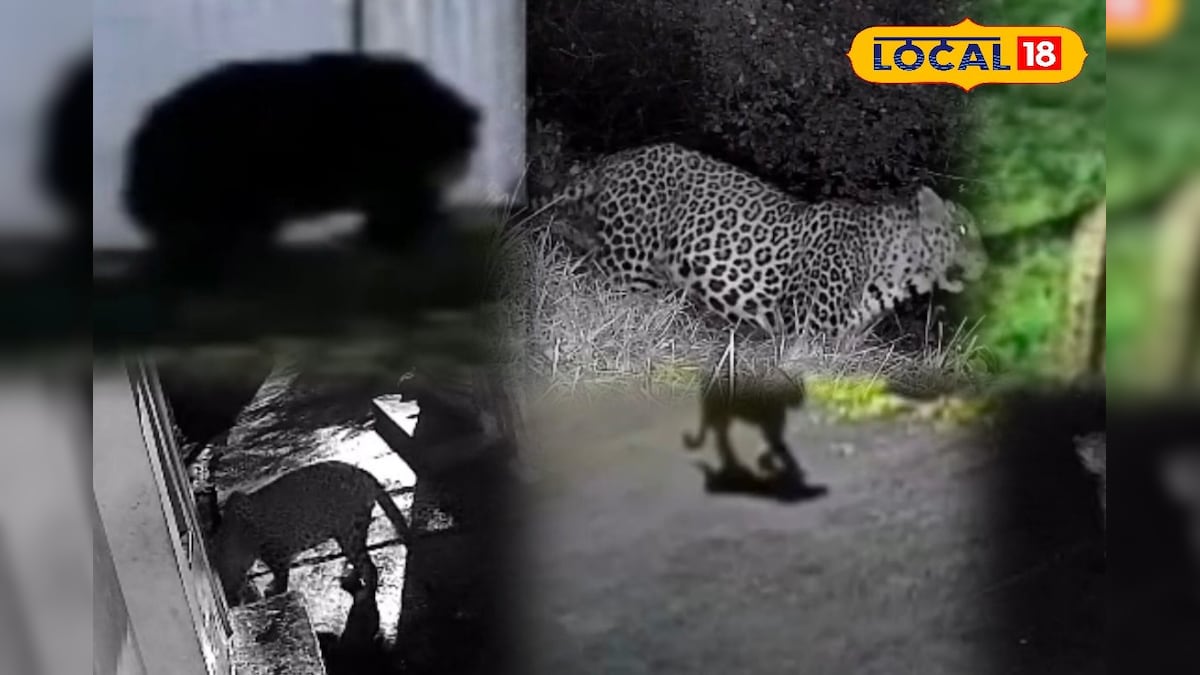 ஓரே பகுதியை டார்கெட் வைக்கும்  கரடி, சிறுத்தை!! வனவிலங்கு நடமாட்டத்தால் பீதியில் மக்கள்... | நீலகிரி - News18 தமிழ்