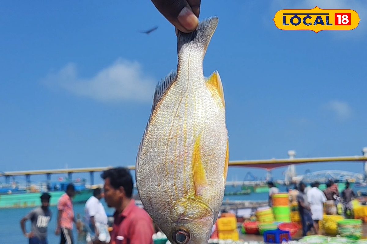 காசு கம்மி தான்... ஆனா டேஸ்ட் அடிச்சுக்க முடியாது.. என்ன மீன் தெரியுமா ?