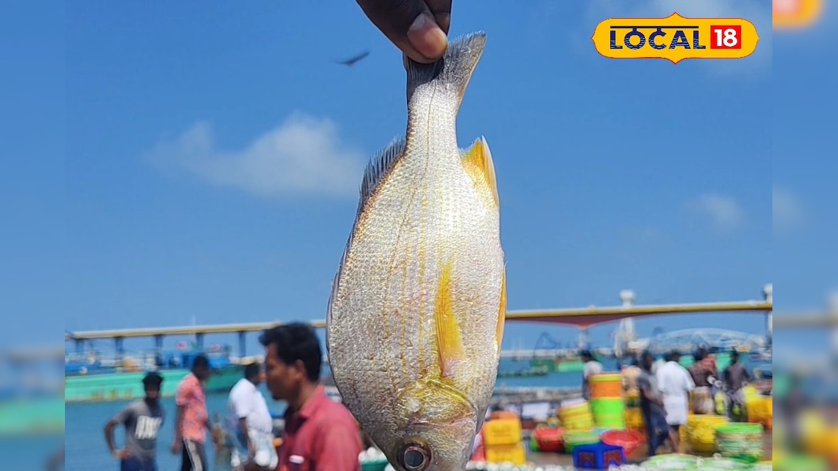 காசு கம்மி தான்... ஆனா டேஸ்ட் அடிச்சுக்க முடியாது.. என்ன மீன் தெரியுமா ? | லைஃப்ஸ்டைல் - News18 தமிழ்