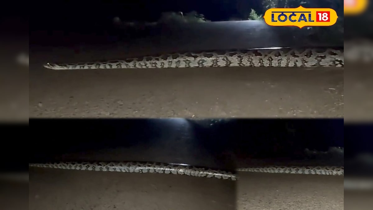 குமரியில் கனமழை... 15 அடி நீளத்தில் சாலையை கடந்த மலைப்பாம்பு... மக்களுக்கு எச்சரிக்கை... | கன்னியாகுமரி - News18 தமிழ்