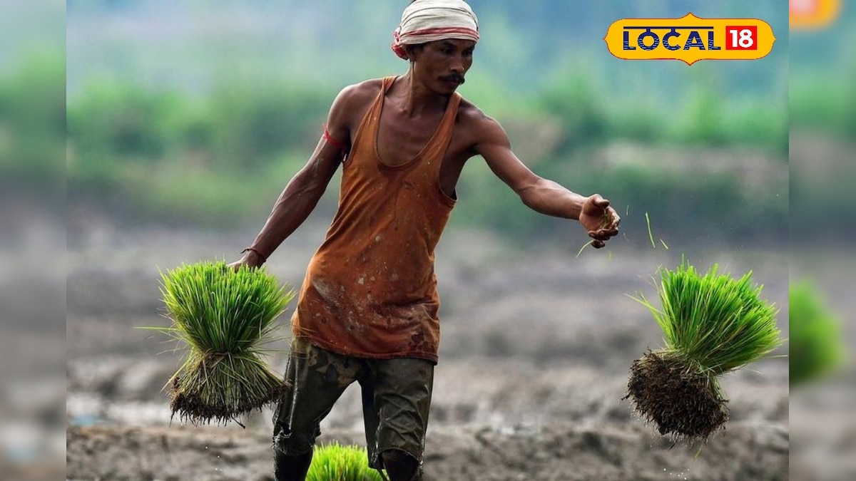 விவசாயிகள் குறைதீர்க்கும் நாள் கூட்டம்... மயிலாடுதுறை மாவட்ட ஆட்சியர் அழைப்பு... | மயிலாடுதுறை - News18 தமிழ்