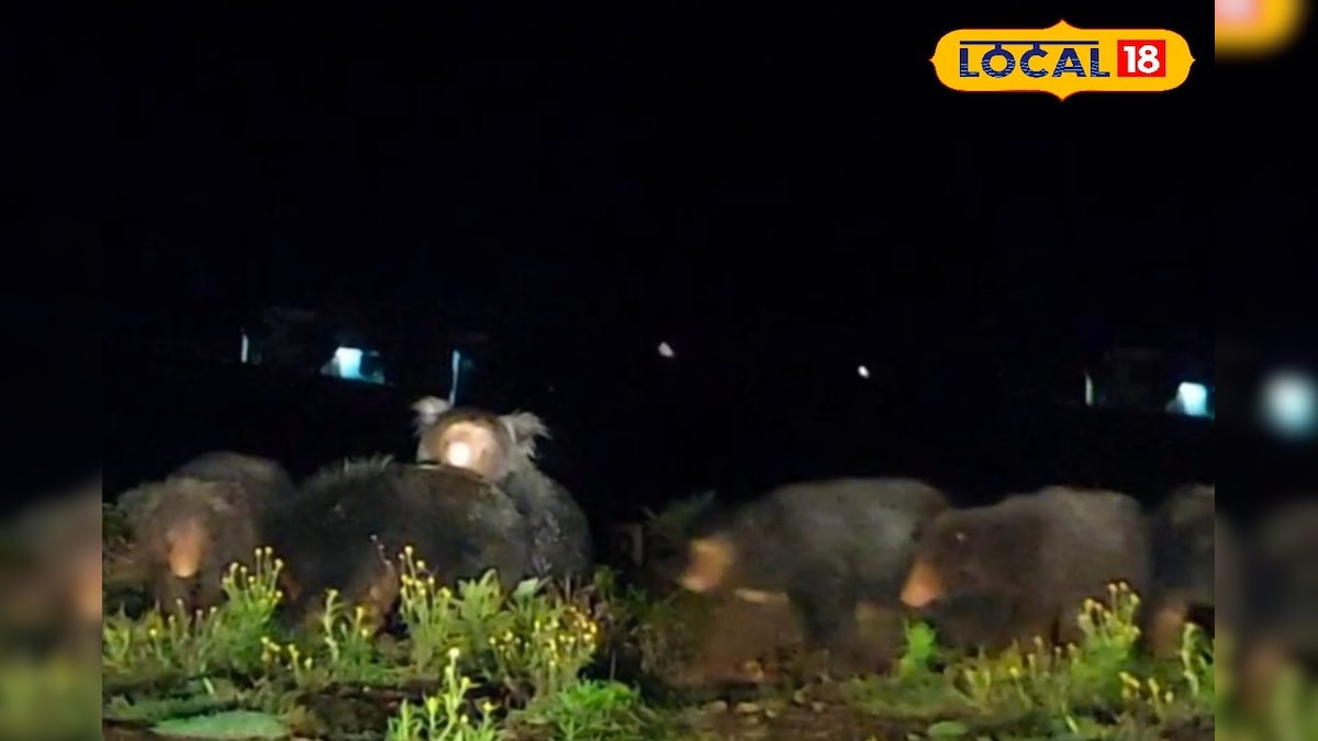 கோத்தகிரி அருகே வீதியில் உலா வந்த கரடி கூட்டம்... பீதியில் உறைந்த பொதுமக்கள்... | நீலகிரி - News18 தமிழ்