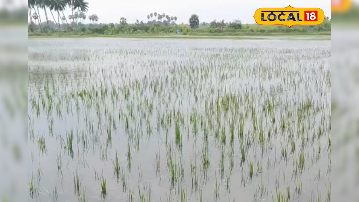 நீரில் மூழ்கி வீணான சம்பா, தாளடி நெற்பயிர்கள்... வாய்க்கால் தூர்வாராததால் வந்த துன்பம்... | விவசாயம் - News18 தமிழ்