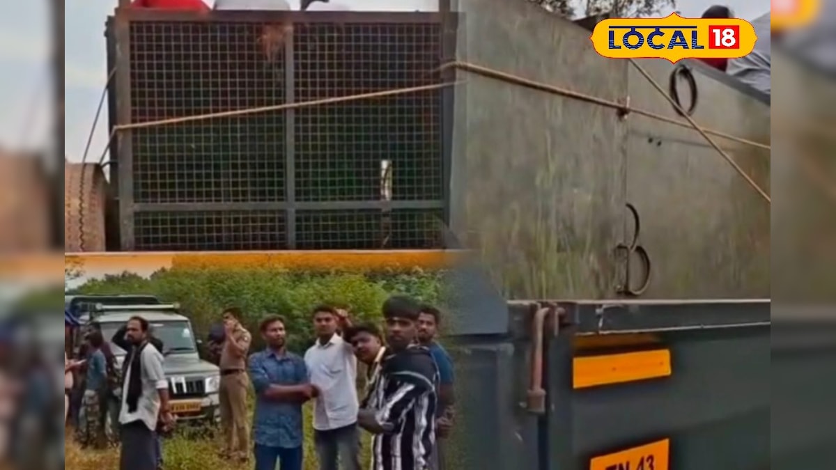 தேவர் சோலை அருகே பீதியை கிளப்பிய புலி நடமாட்டம்... கூண்டு வைத்து பிடித்த வனத்துறை... | நீலகிரி - News18 தமிழ்