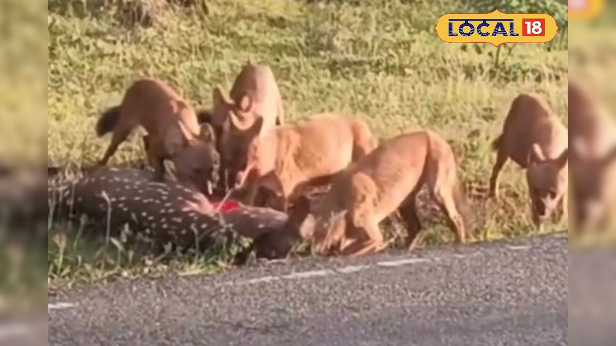 மானை வேட்டையாடிய செந்நாய்கள்... மிரள வைக்கும் காட்சிகள்... | நீலகிரி - News18 தமிழ்