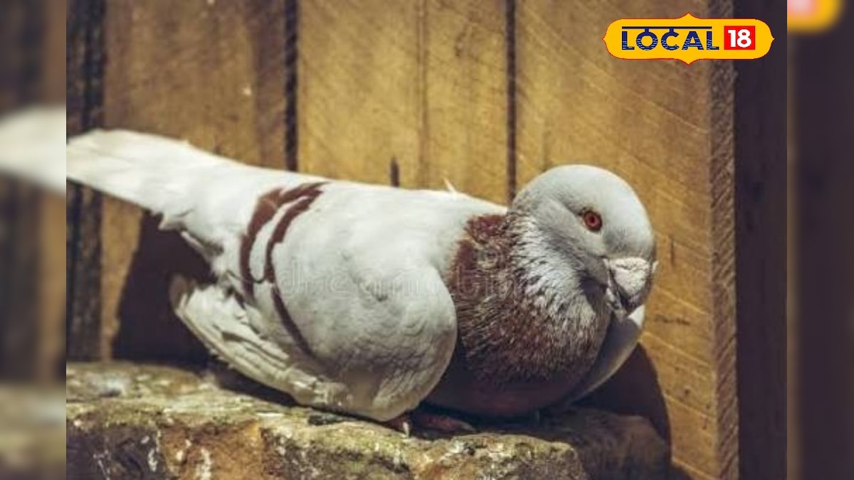 தர்காவில் புறா இருப்பது ஏன்... புறாவிற்காக ஒரு கிராமத்தையே வழங்கிய நாகூர் ஆண்டவர்... | ஆன்மிகம் - News18 தமிழ்