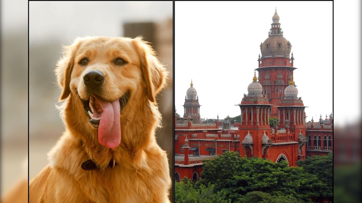 வளர்ப்பு நாய்களுக்கு உரிமம் பெற கால அவகாசம் நீட்டிப்பு.. நீதிமன்றத்தில் மாநகராட்சி தகவல்! | தஞ்சாவூர் - News18 தமிழ்