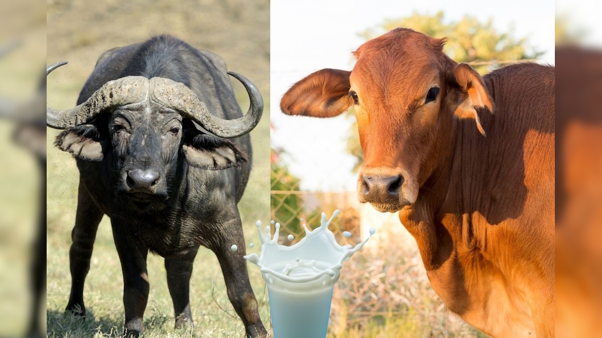 Bufflo Milk | மாரடைப்பு அபாயத்தை கொடுக்குமா எருமைப்பால்? பசும்பாலுடன் ஓர் ஓப்பீடு... விரிவான தகவல்கள்! | லைஃப்ஸ்டைல் - News18 தமிழ்