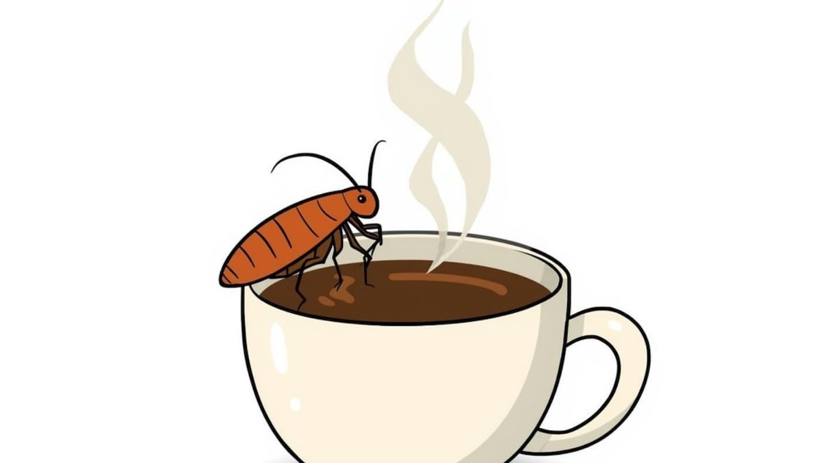 Cockroach Coffee | காஃபியில் கரப்பான் பூச்சி போட்டால் ‘நோய் எதிர்ப்பு சக்தி’ அதிகரிக்கும்? சீன ரெசிபியால் அடுத்த பரபரப்பு! | லைஃப்ஸ்டைல் - News18 தமிழ்
