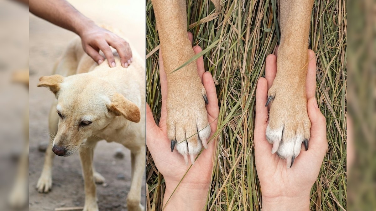 Pet Care Mistakes | வளர்ப்பு நாய்களுக்கு ரேபிஸ் வருவது ஏன்? Pet Parents இந்த தவறுகளை செய்யாதீங்க! | லைஃப்ஸ்டைல் - News18 தமிழ்