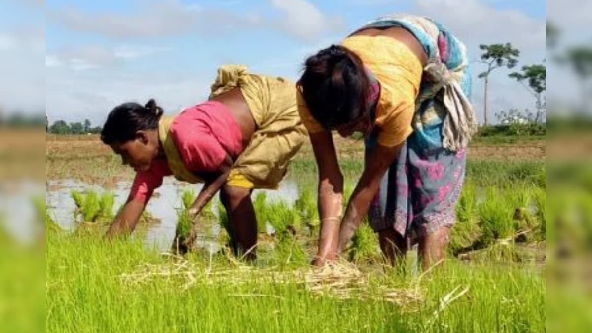 சம்பா–தாளடி பருவம்!! தஞ்சை முதல் நாகை வரை டெல்டாவை வாழவைக்கும் நெற்பயிர்... | விவசாயம் - News18 தமிழ்