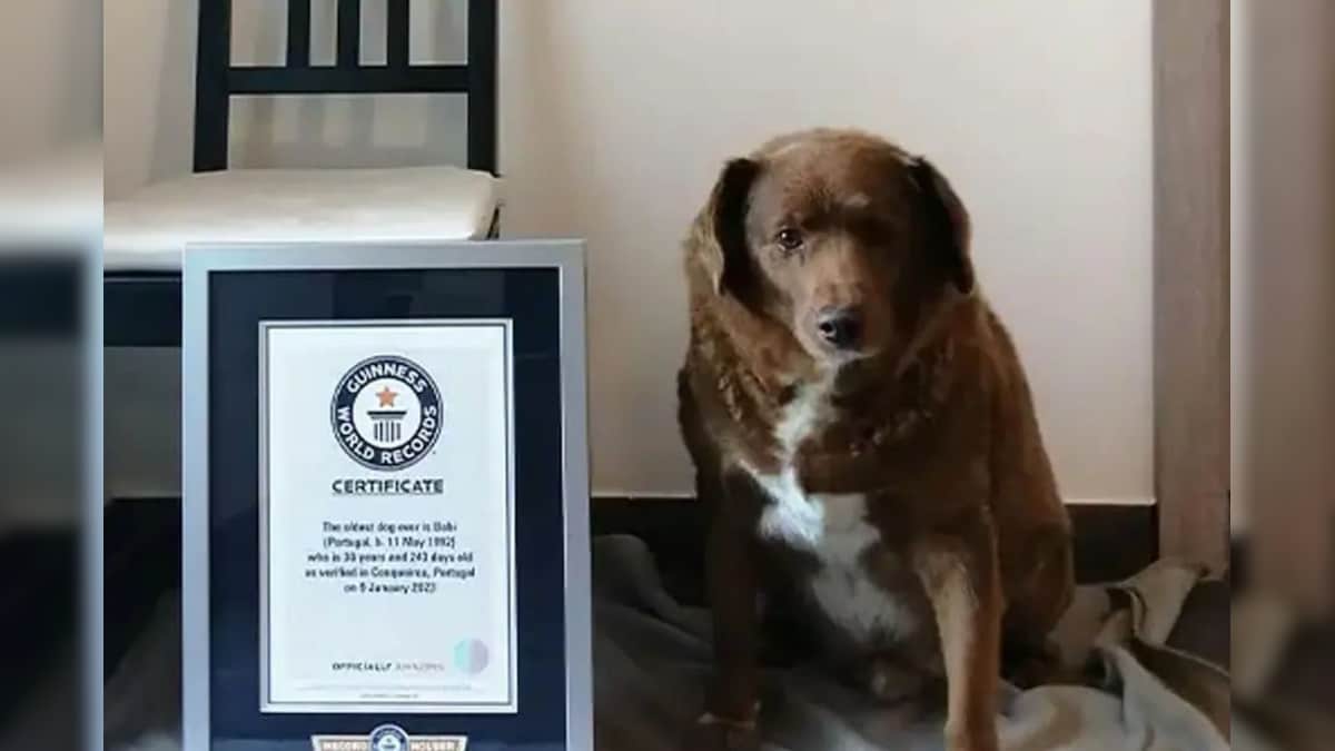 உலகில் நீண்ட காலம் வாழ்ந்த நாயின் வயது எத்தனை தெரியுமா? வியப்பூட்டும் தகவலை தெரிஞ்சுக்கோங்க.. | ட்ரெண்டிங் - News18 தமிழ்