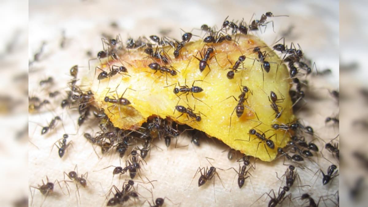 மளிகை பொருட்களில் எறும்பு தொல்லை அதிகமா இருக்கா..? இந்த ஒரு பொருளை வச்சா துரும்பு கூட வராது.! | லைஃப்ஸ்டைல் - News18 தமிழ்