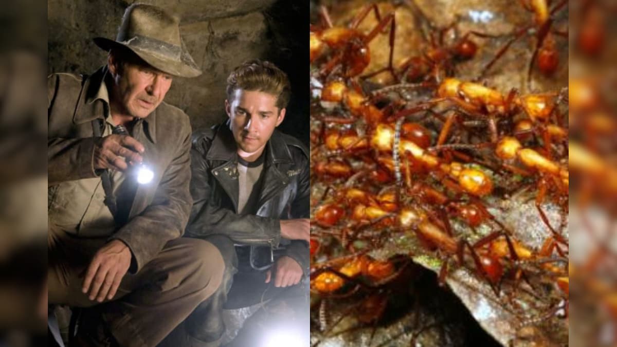 இண்டியானா ஜோன்ஸ் பட பாணியில் அச்சுறுத்தும் மஞ்சள் பைத்தியம் எறும்புகள்.. பொதுமக்கள் பீதி! | தமிழ்நாடு - News18 தமிழ்