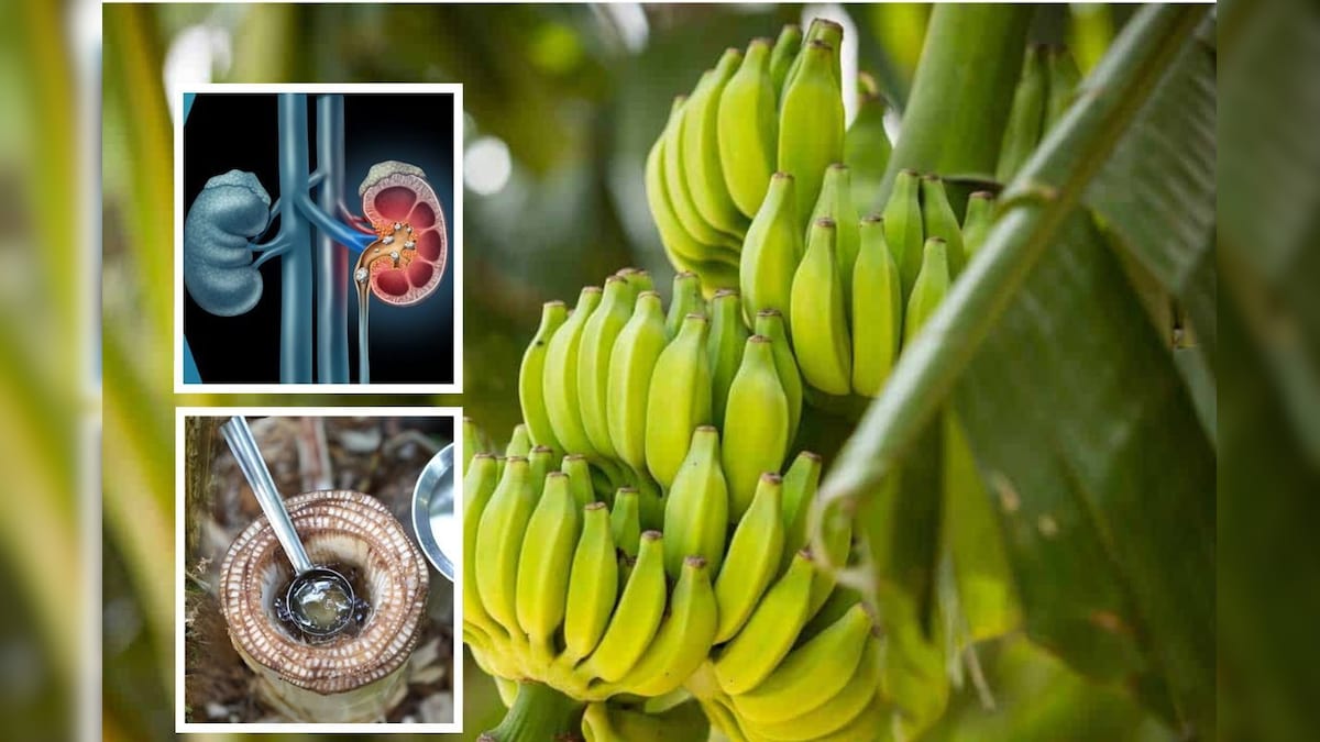 வாழைத்தார் அறுவடைக்கு பின்னர் இதை செய்ய மறந்துடாதீங்க!! வாழை விவசாயி தரும் டிப்ஸ்... | விவசாயம் - News18 தமிழ்