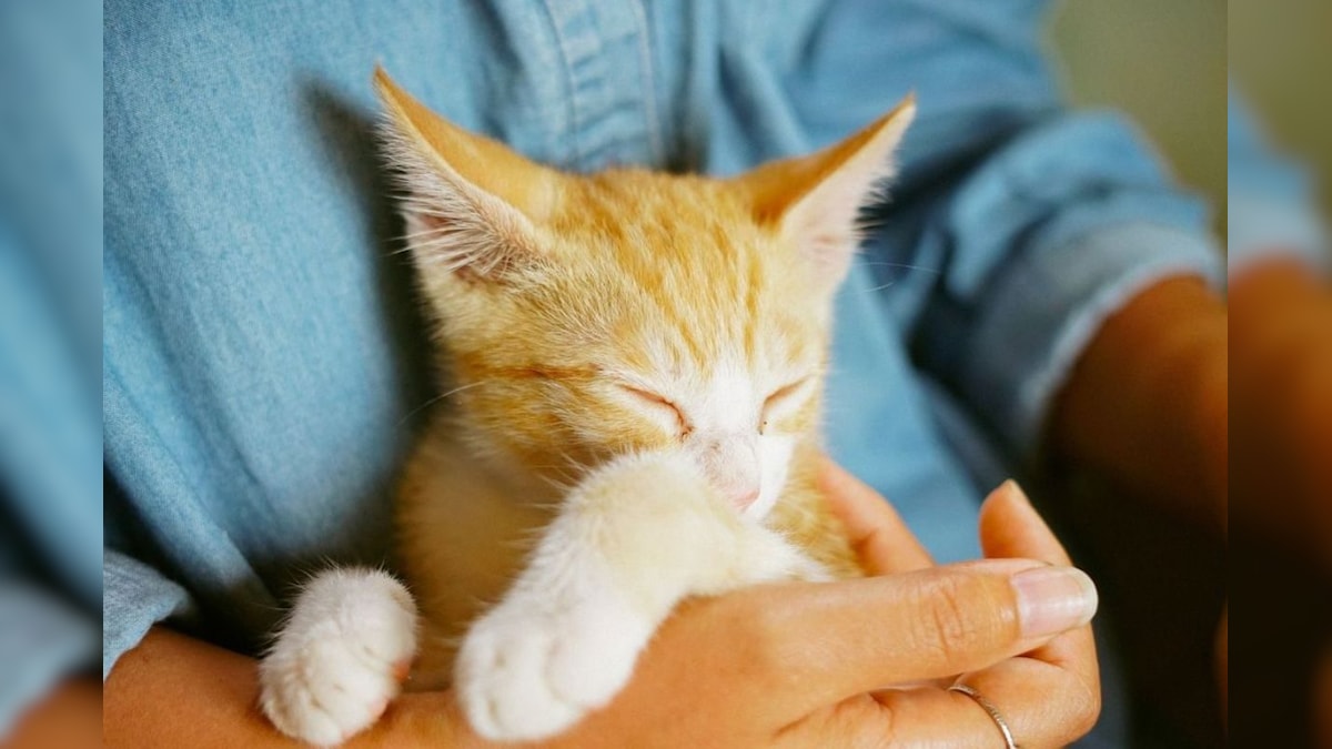 வீட்டில் பூனை வளர்க்க ஆசையா.? இந்த விஷயத்தை தெரிஞ்சுக்கிட்டு முடிவு பண்ணுங்க.! | லைஃப்ஸ்டைல் - News18 தமிழ்